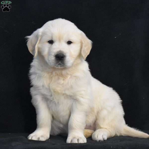 Walter, English Cream Golden Retriever Puppy